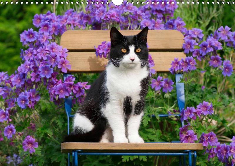 Katzen im Garten Posterbuch CALVENDO
