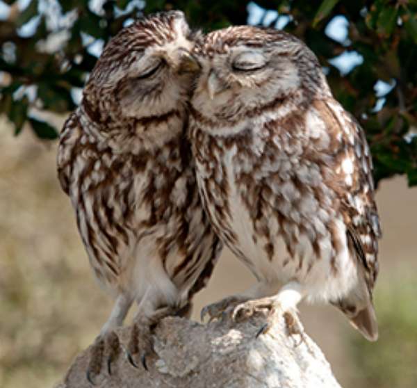 Little Owl Lovers Love_gettyimages_Flickr.jpg