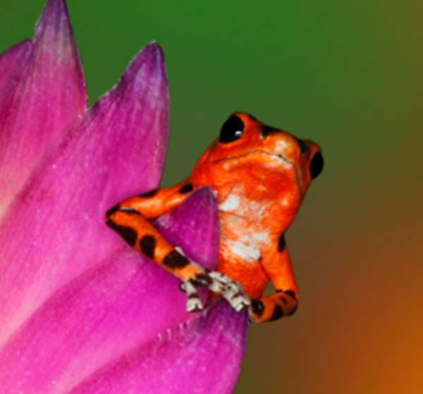 Pfeilgiftfrosch_Getty Images_Photodisc_Dennis Flaherty.jpg