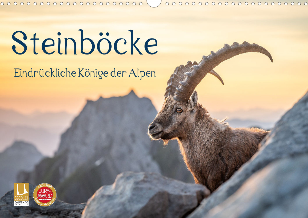Kalender Steinb&ouml;cke - Eindr&uuml;ckliche K&ouml;nige der Alpen