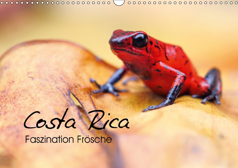 E?er_Costa-Rica-Faszination-Froesche.jpg