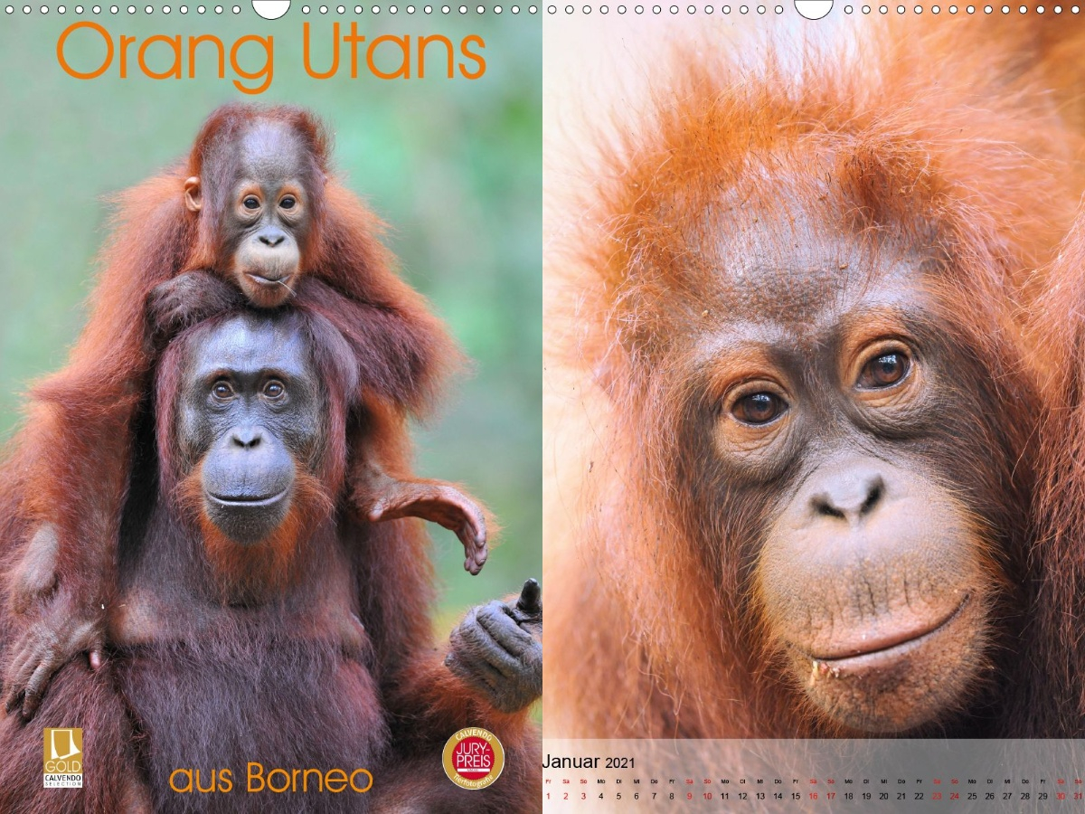 collage_orangUtan.jpg